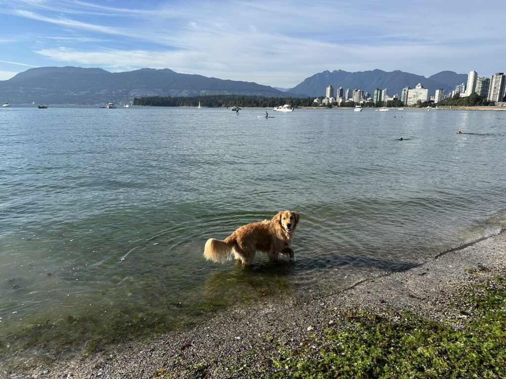 A good boy golden retriever in the water at Hadden Park in Vancouver. Downtown Vancouver is visible in the background along with the north shore mountains