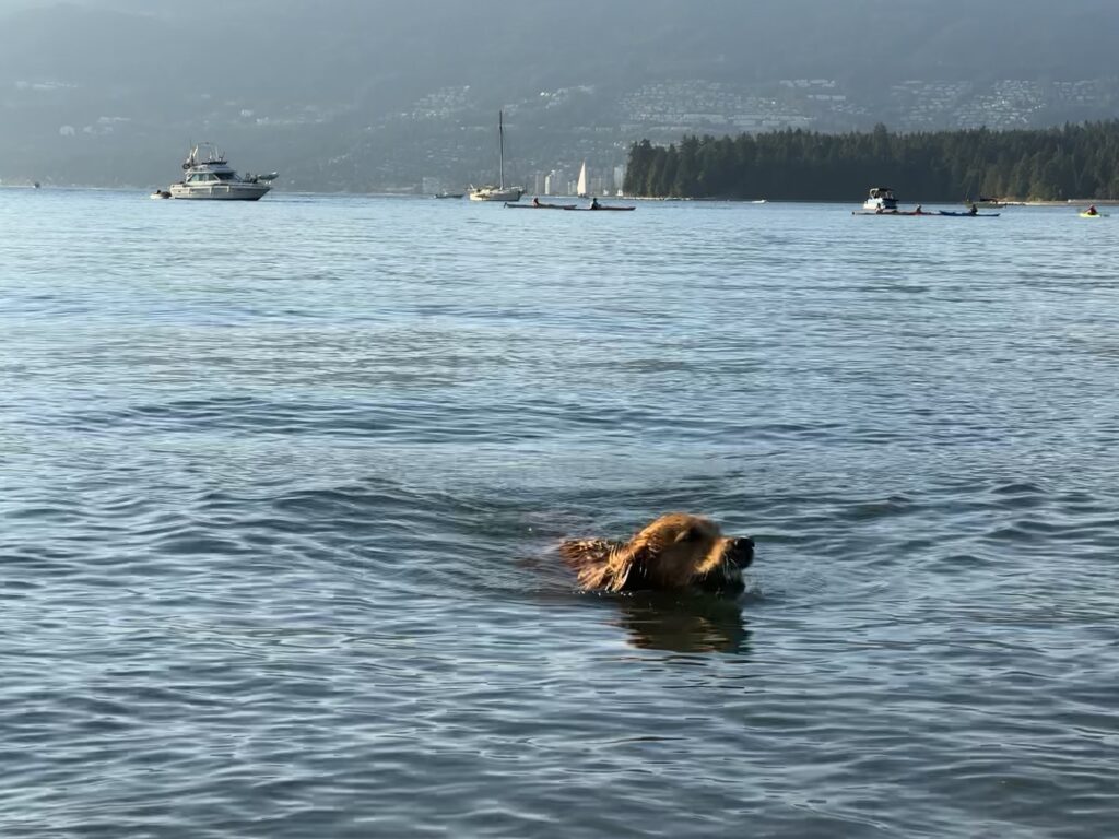 A good boy golden retriever swims in the ocean with a ball in its mouth