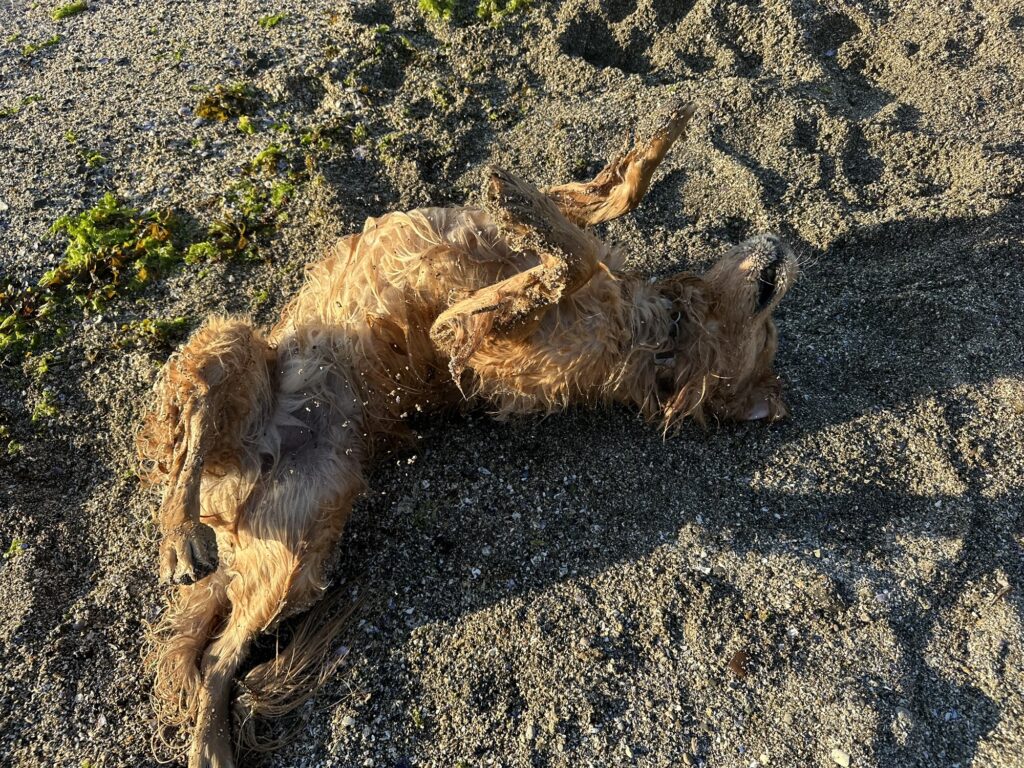 A good boy golden retriever rolls around in the sand