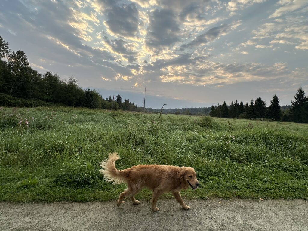 A good boy golden retriever walking around in Deer Lake Park, BC.