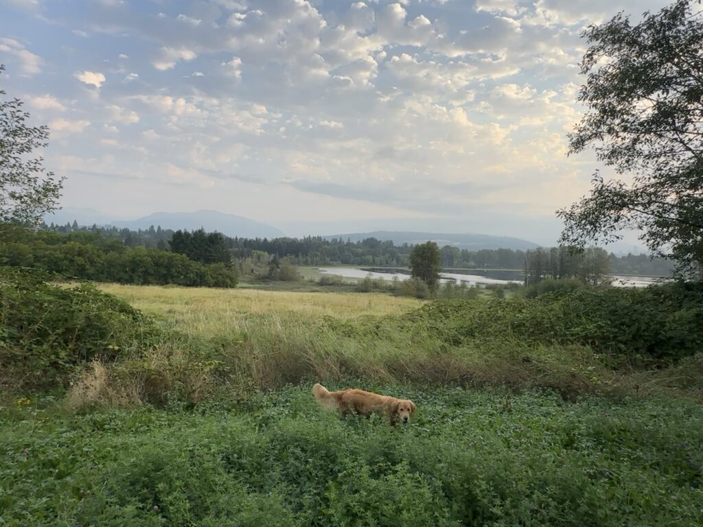 A good boy golden retriever walking around in Deer Lake Park, BC.