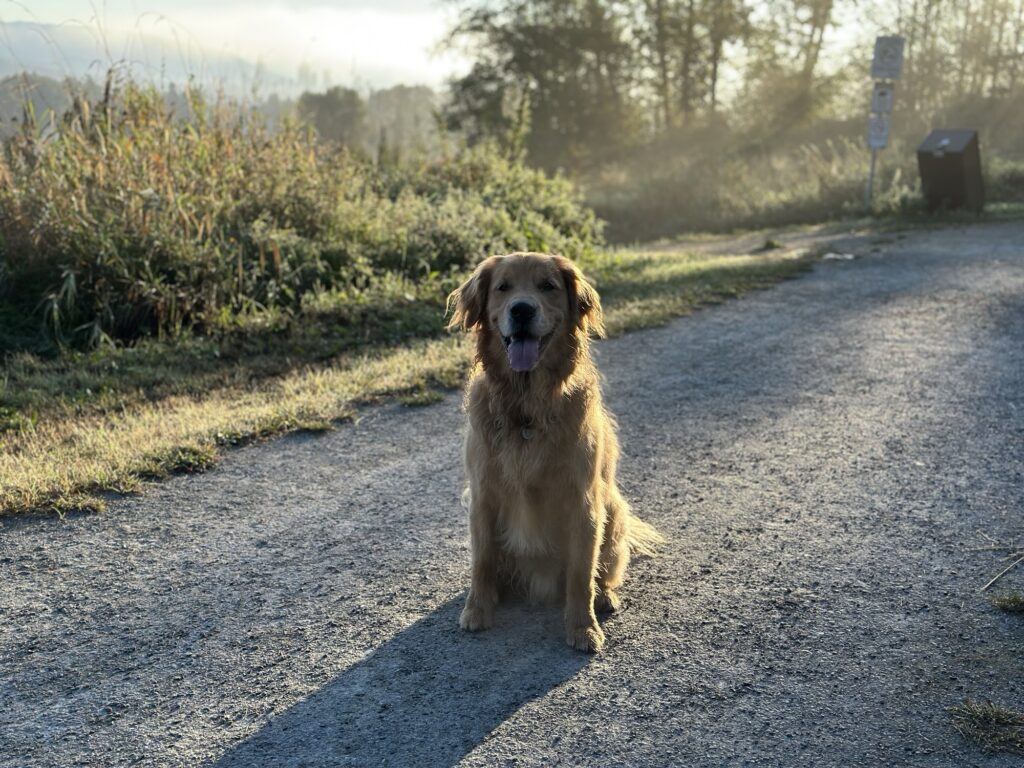 A very cute fluffy good boy golden retriever on a park trail.