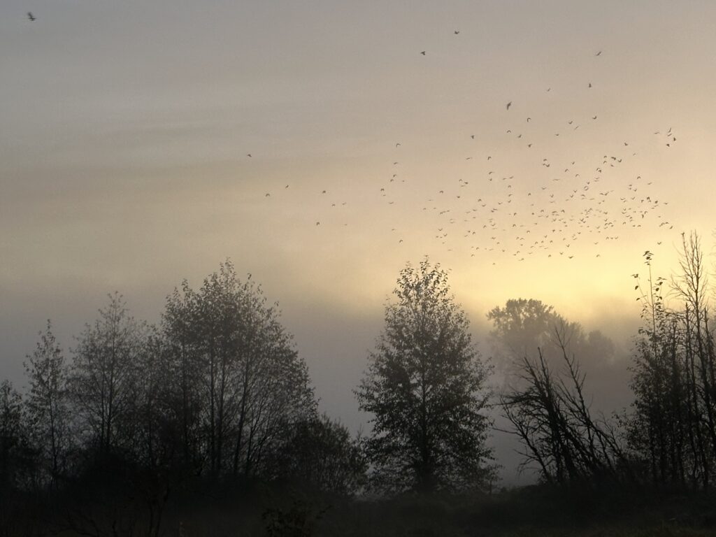 A murder of crows against a sunrise backdrop over Deer Lake Park, BC.