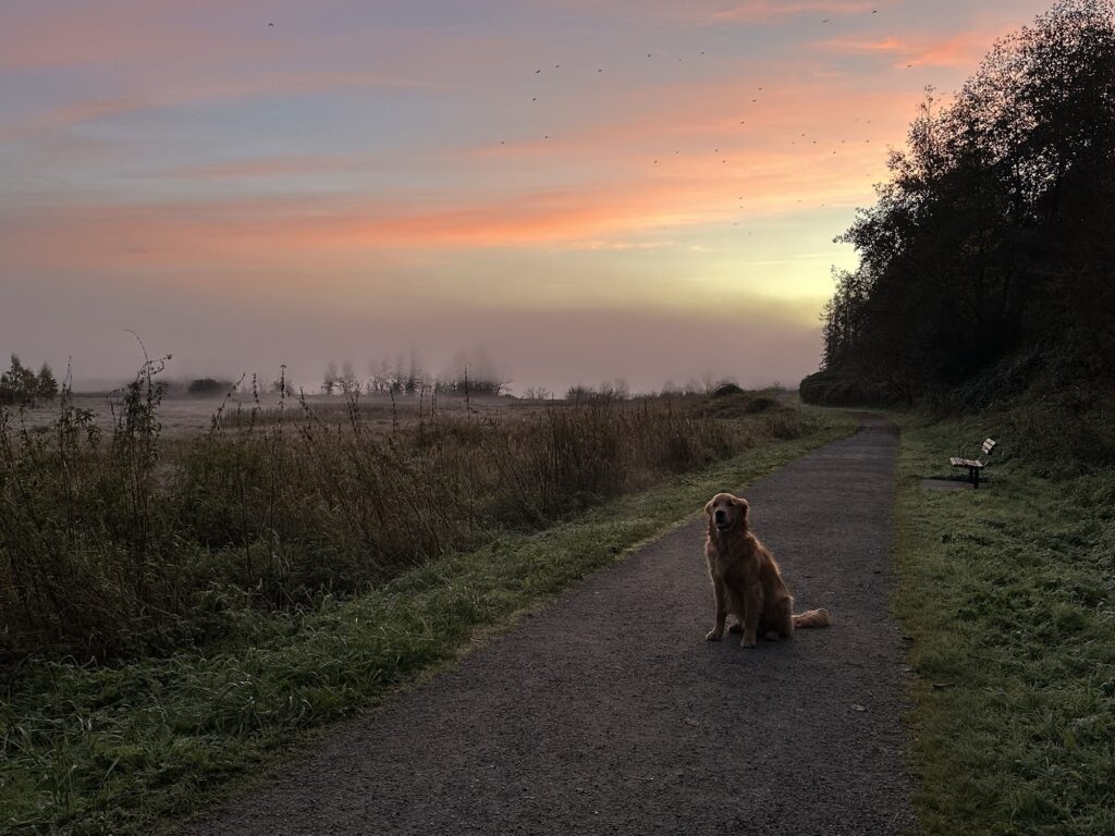 A good boy golden retriever on a trail in Deer Lake Park, BC, with the sunrise behind him.