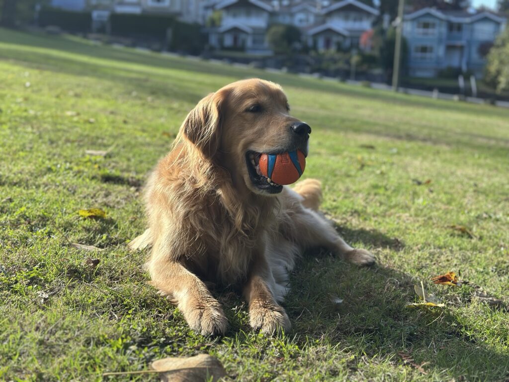 Later in the day, the good boy golden retriever chills down with his favourite ball in the little park near our house.