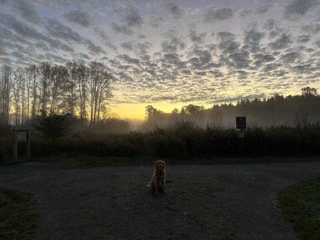 A good boy golden retriever sitting on a trail while the sun rises over Deer Lake Park, BC