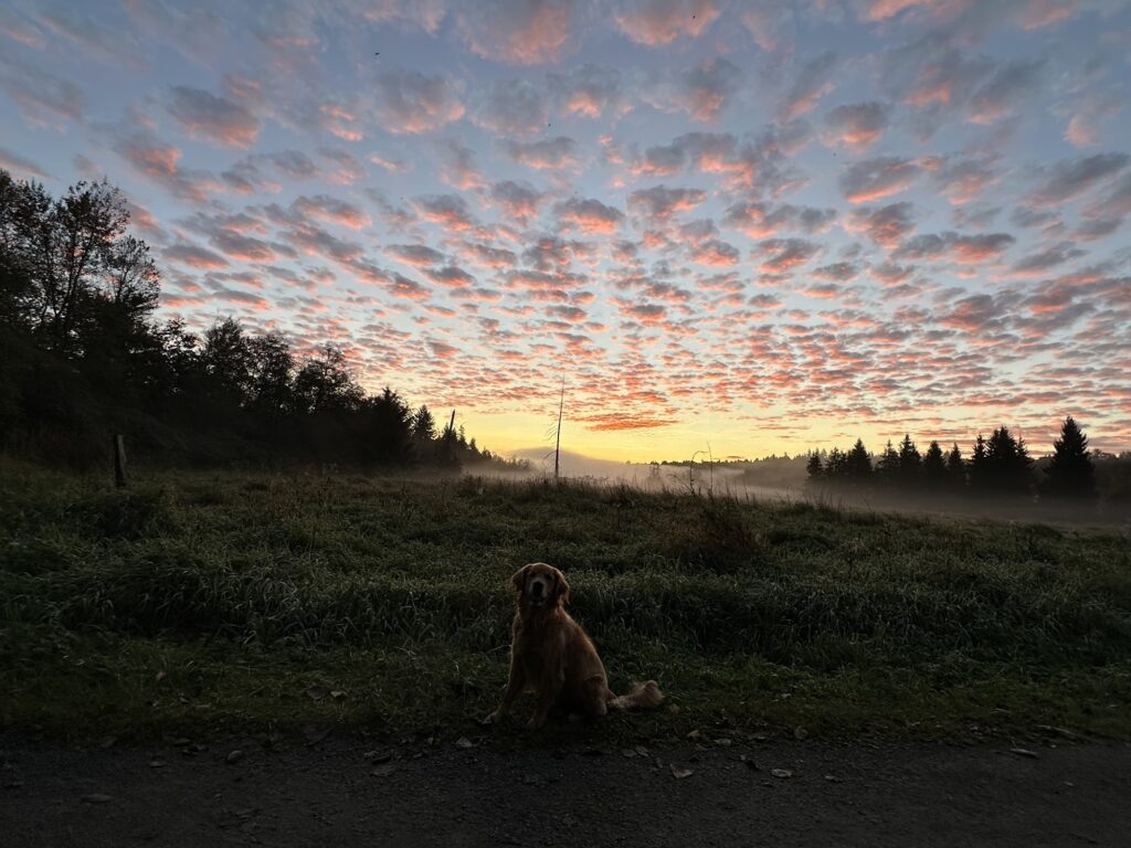A good boy golden retriever sitting on a trail while the sun rises over Deer Lake Park, BC