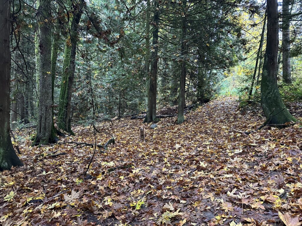 A picture of a forest with lots of brown and beige leaves on the ground, and a, well, brown/beige dog standing in the middle of it.