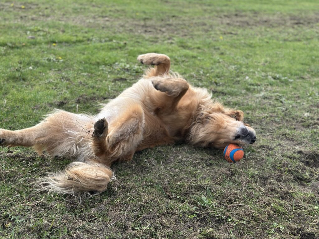 A good boy golden retriever rolling around on the grass to put his scent on a ball