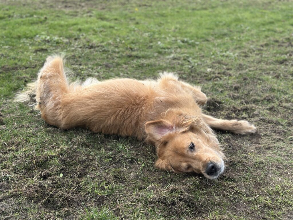 A good boy golden retriever rolling around on the grass to put his scent on a ball
