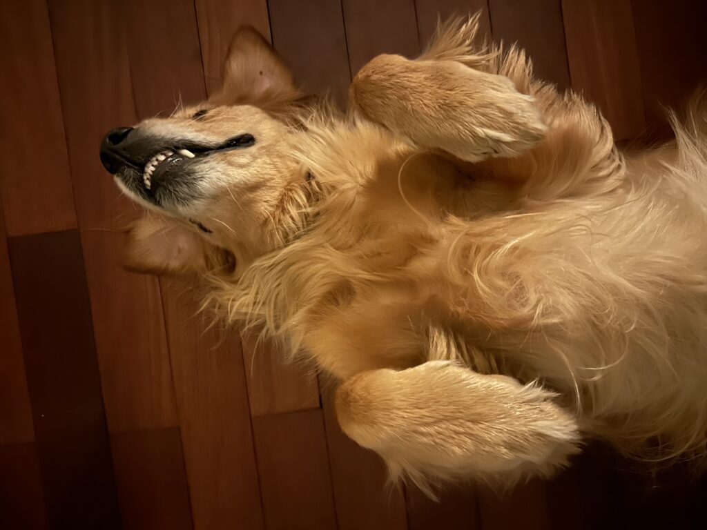 A good boy golden retriever lying on his back, waiting for a belly rub
