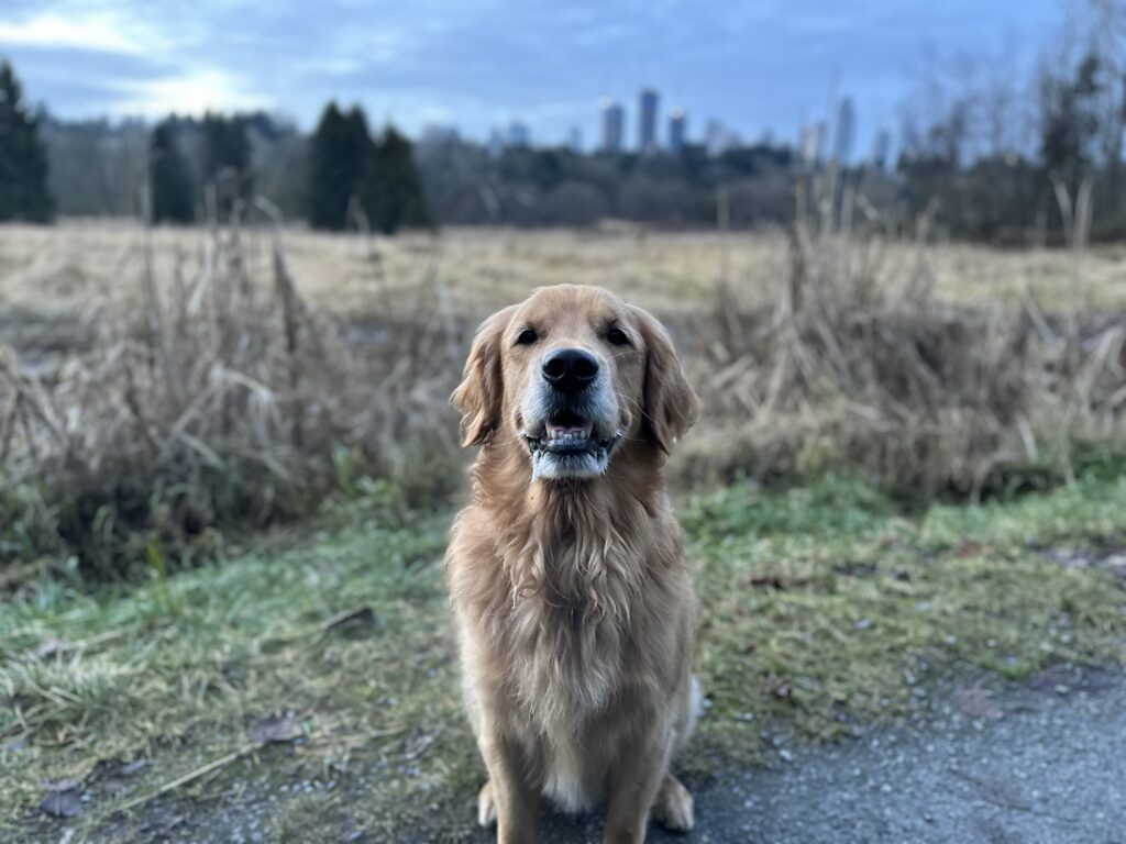 A good boy golden retriever sitting in Deer Lake Park, BC.