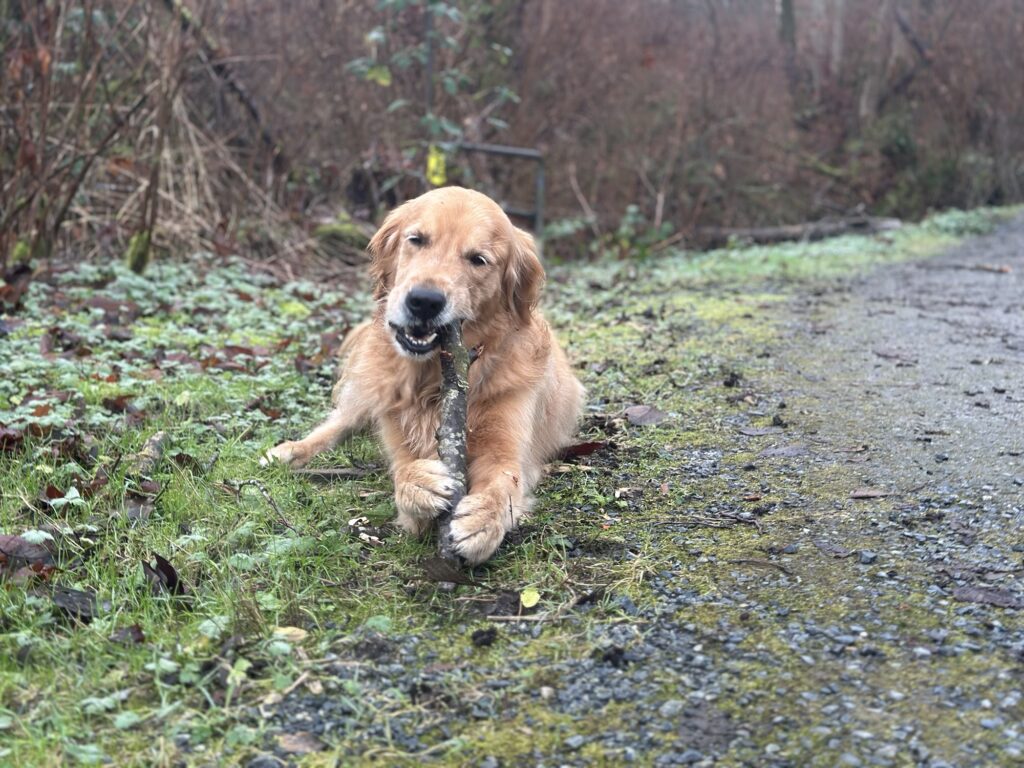 The good boy golden retriever is chewing on a stick, as he always does.