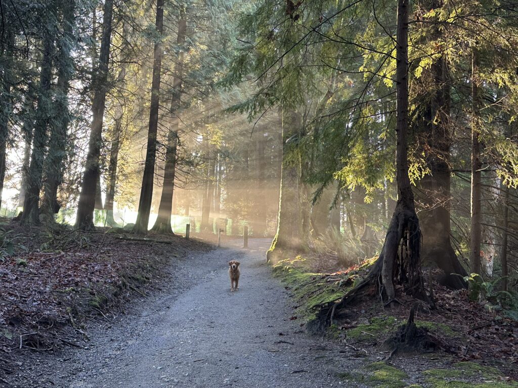 A good boy golden retriever waits on a trail in Robert Burnaby Park, BC. The sun is rising on the left and sending impressive light-rays through the trees.