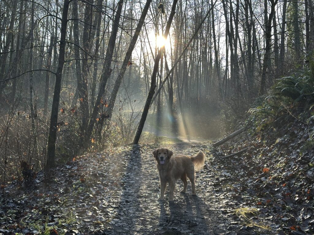 A good boy golden retriever, with the sun in the back, on a trail in Deer Lake Park, BC.