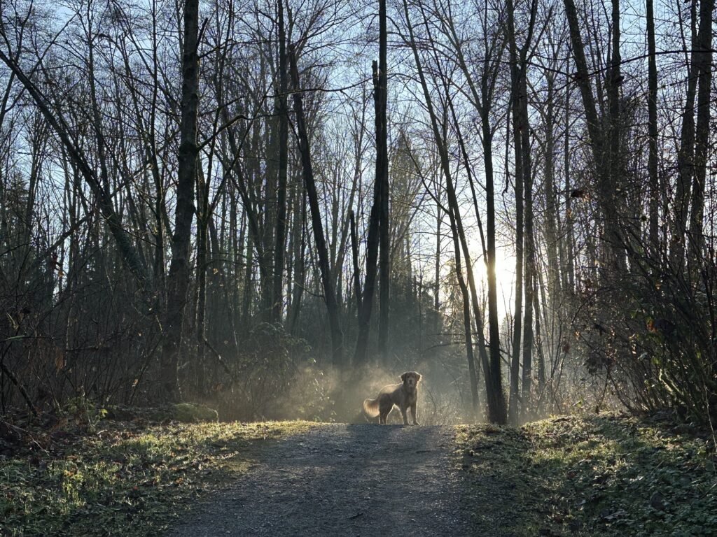 A good boy golden retriever, somewhat silhouetted by the sun, on a trail in Deer Lake Park, BC.