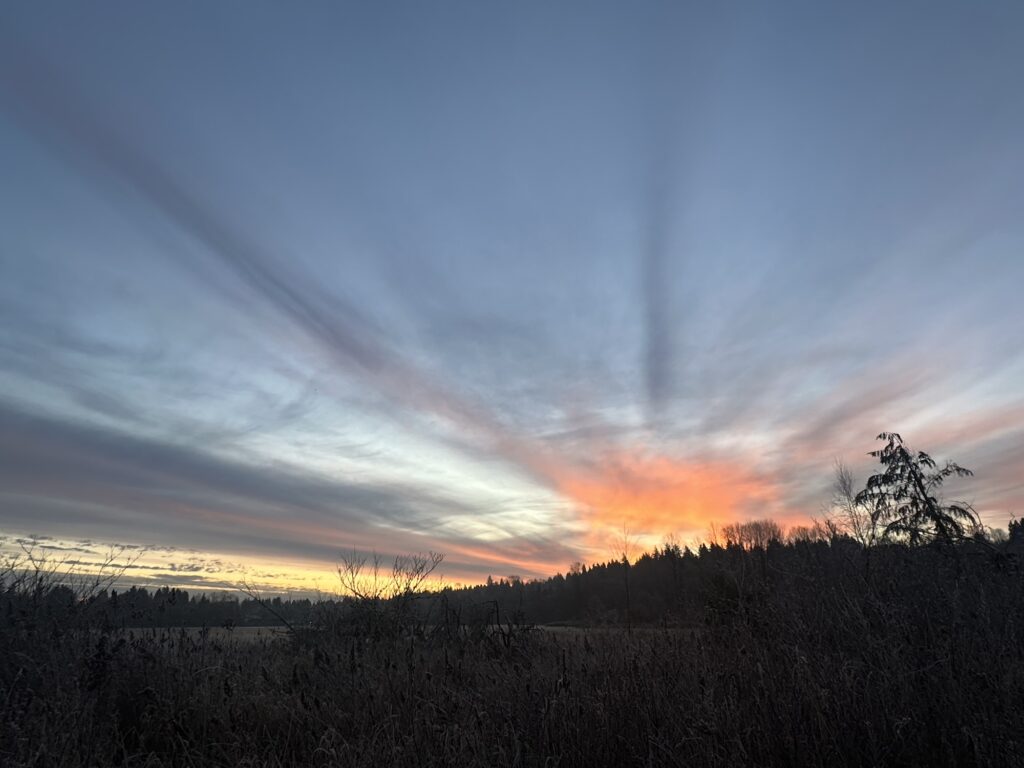Sunrise over the trees in Deer Lake Park, BC