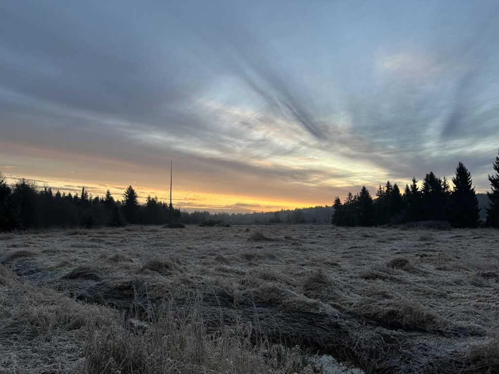 Sunrise over the trees and the wetlands in Deer Lake Park, BC