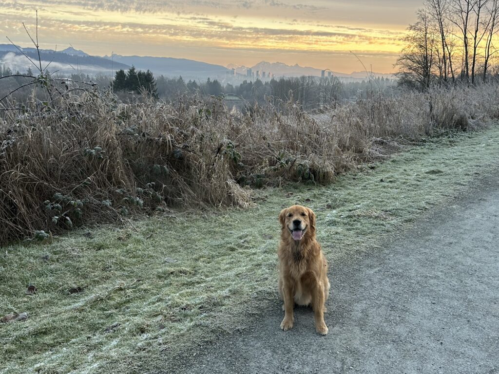 The good fluffy boy sits as the sun continues to rise over Deer Lake Park, BC. In the distance we see mountains and a few buildings from Coquitlam or something.