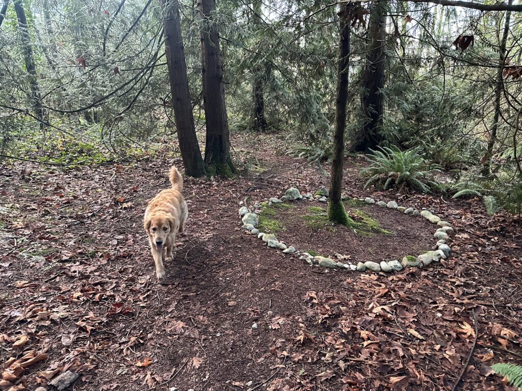 A good boy golden retriever leading me to some magic-looking little stone circle around a tree.