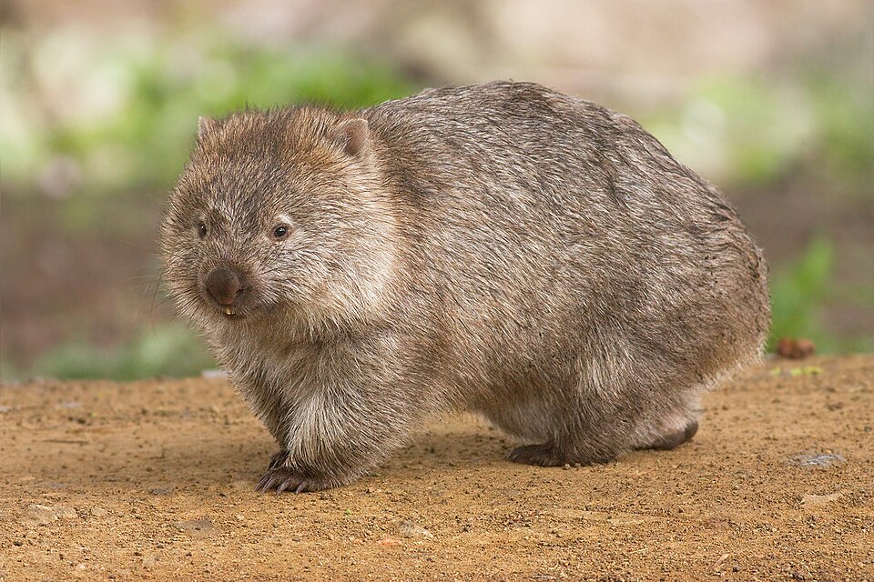 A cute little wombat.