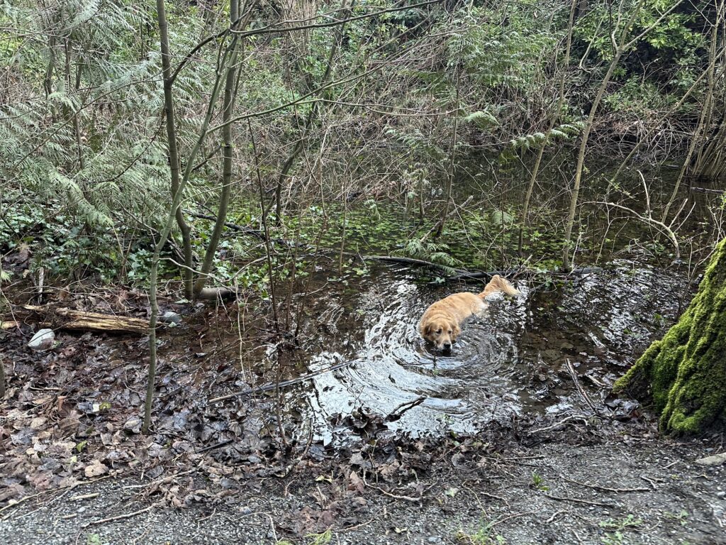 The good fluffy boy is cooling off in a big puddle of water