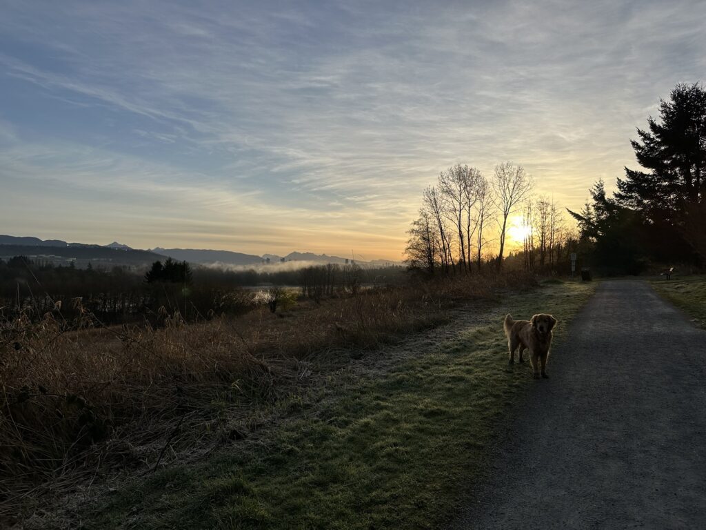 The good fluffy boy is waiting by a trail, with the sunrise behind him