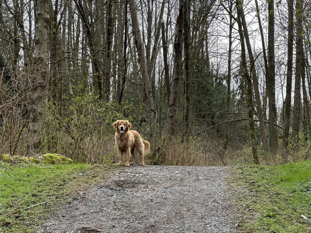 The good fluffy boy is waiting at the top of a trail