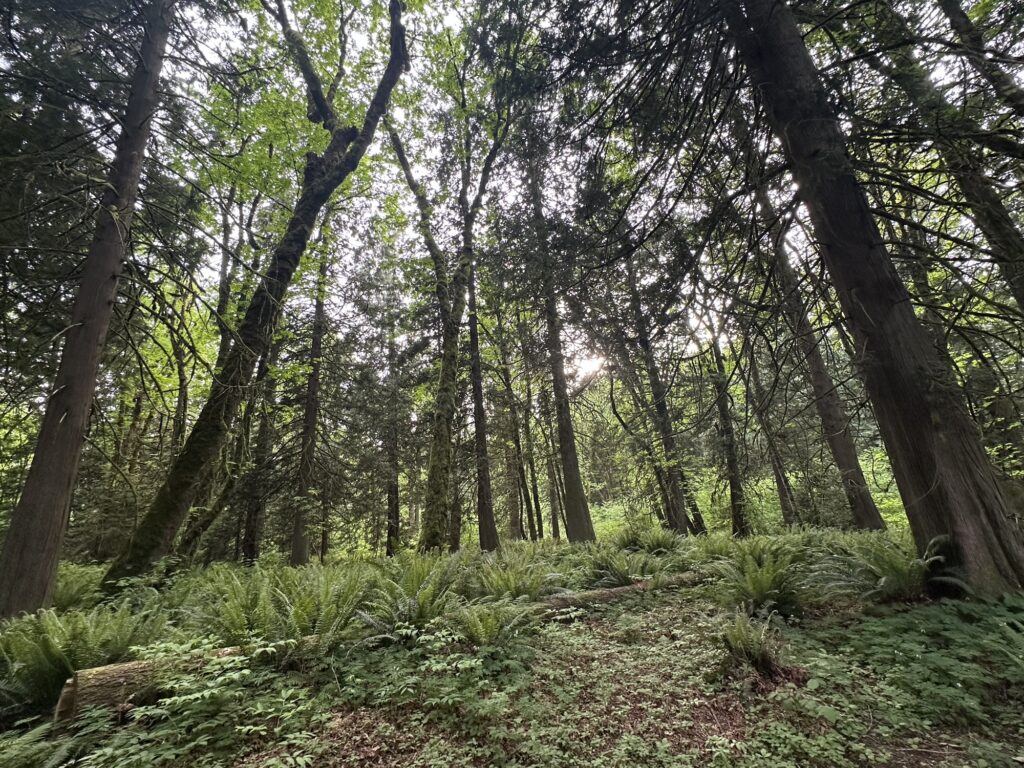 A view of the forest from a hiking trail in the Langley Bog 