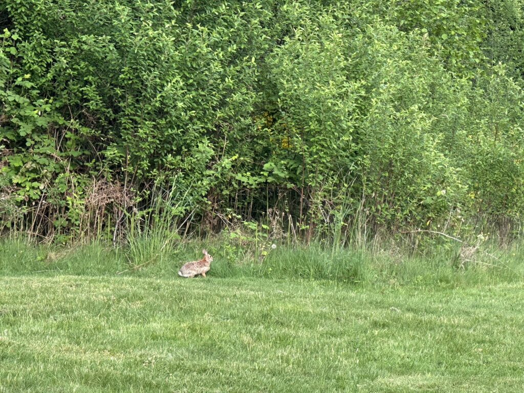 A little rabbit on the side of a hiking trail in the Langley Bog