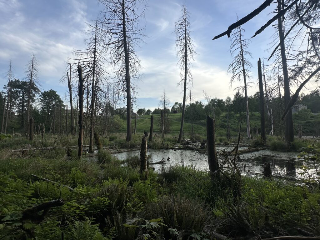 Another view of the Langley Bog from the hiking trail