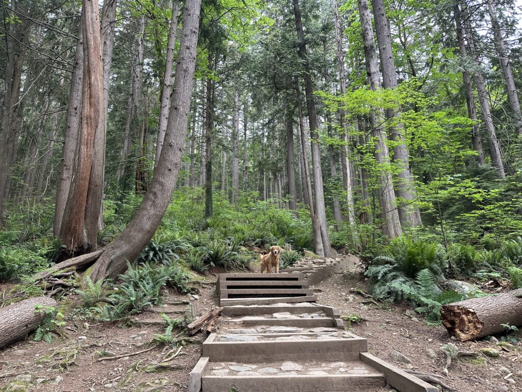 The good fluffy boy is waiting atop a few stairs on the Quarry Rock trail.