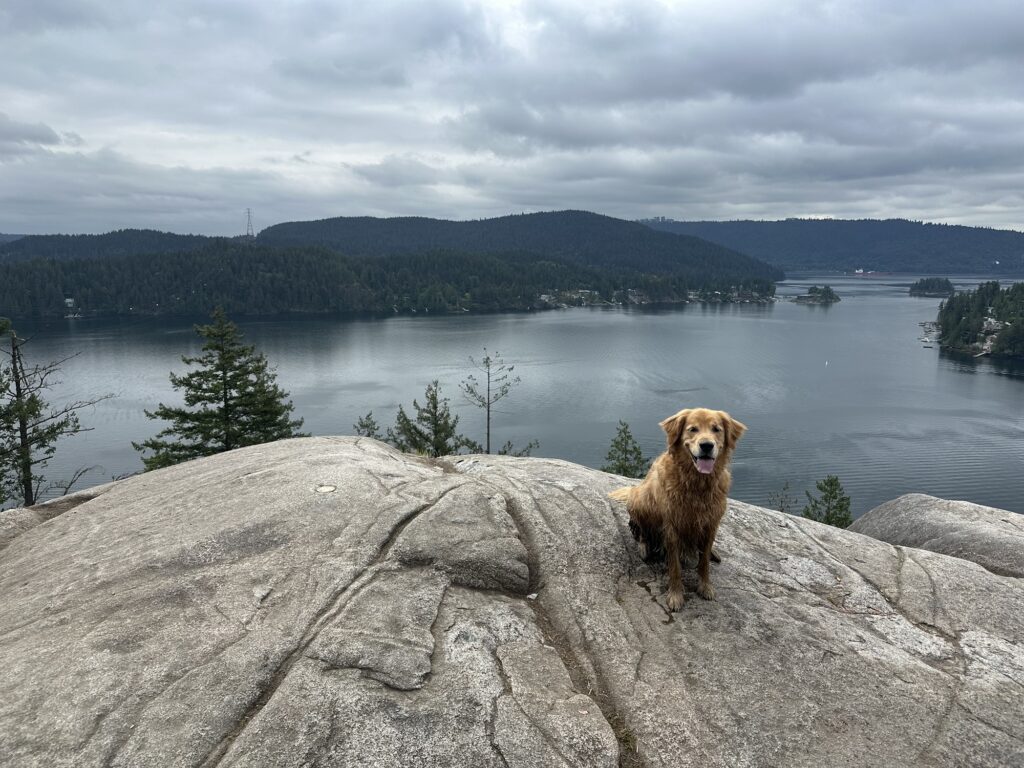 The good fluffy boy is standing atop Quarry Rock, overlooking the Indian Arm.