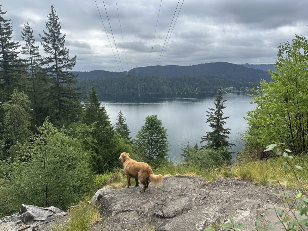 The good fluffy boy is standing atop Quarry Rock, overlooking the Indian Arm.