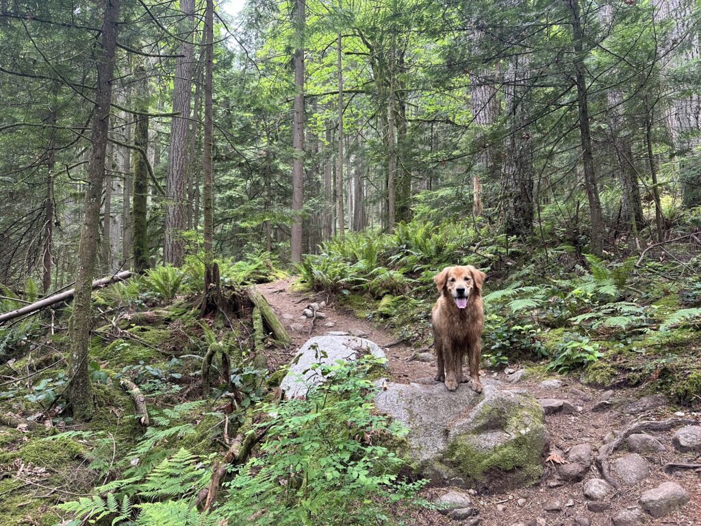 The good fluffy boy is waiting on the Baden Powell trail somewhere above Deep Cove.