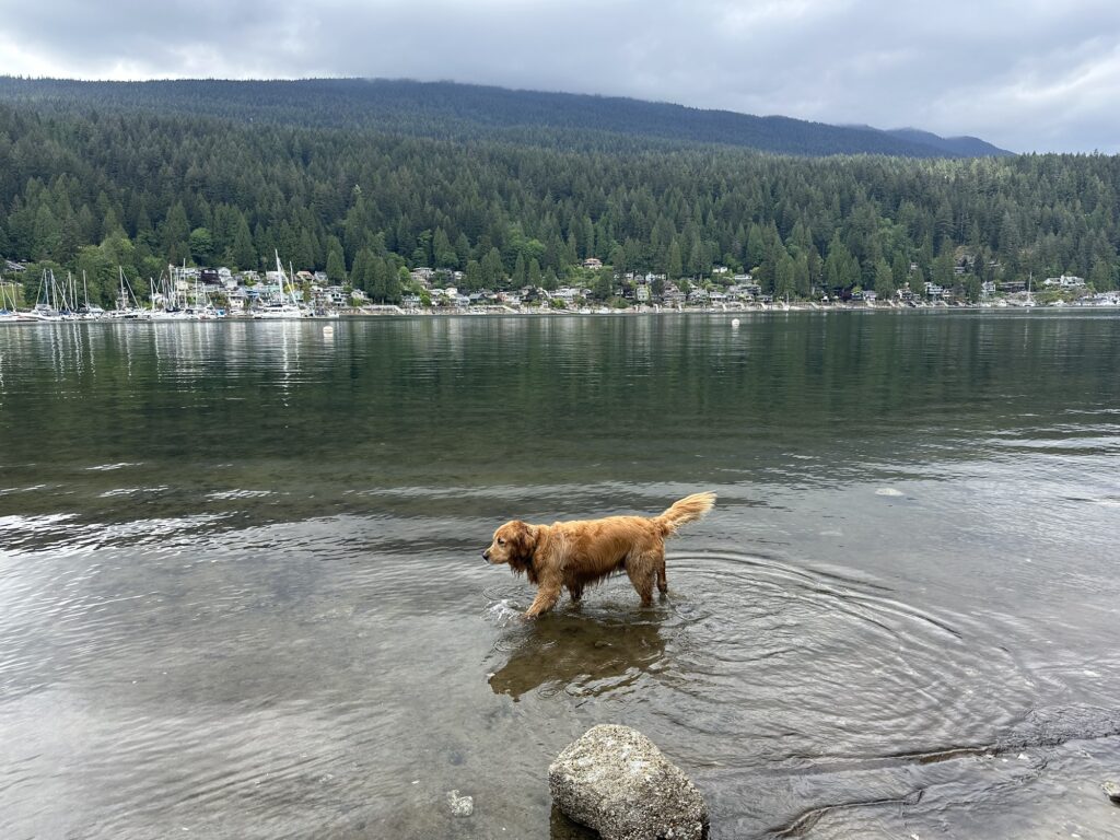 The good fluffy boy is walk through the water near Deep Cove, BC  (photos taken a few weeks ago)