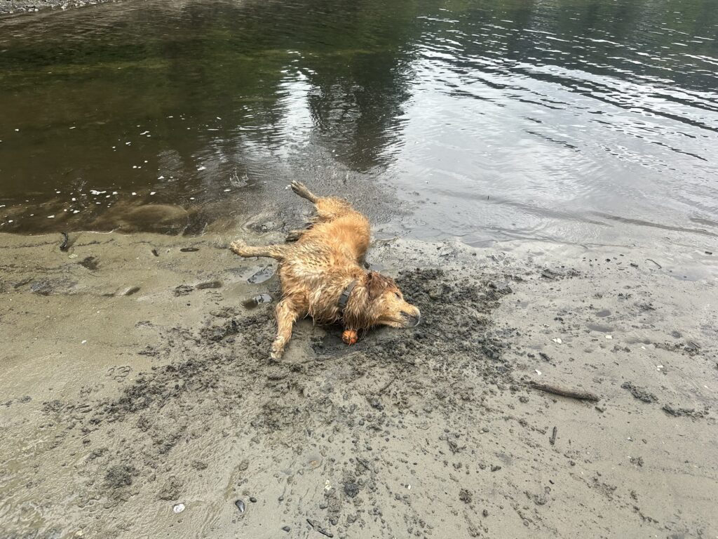 The good fluffy boy is rolling around on the sand over his ball.