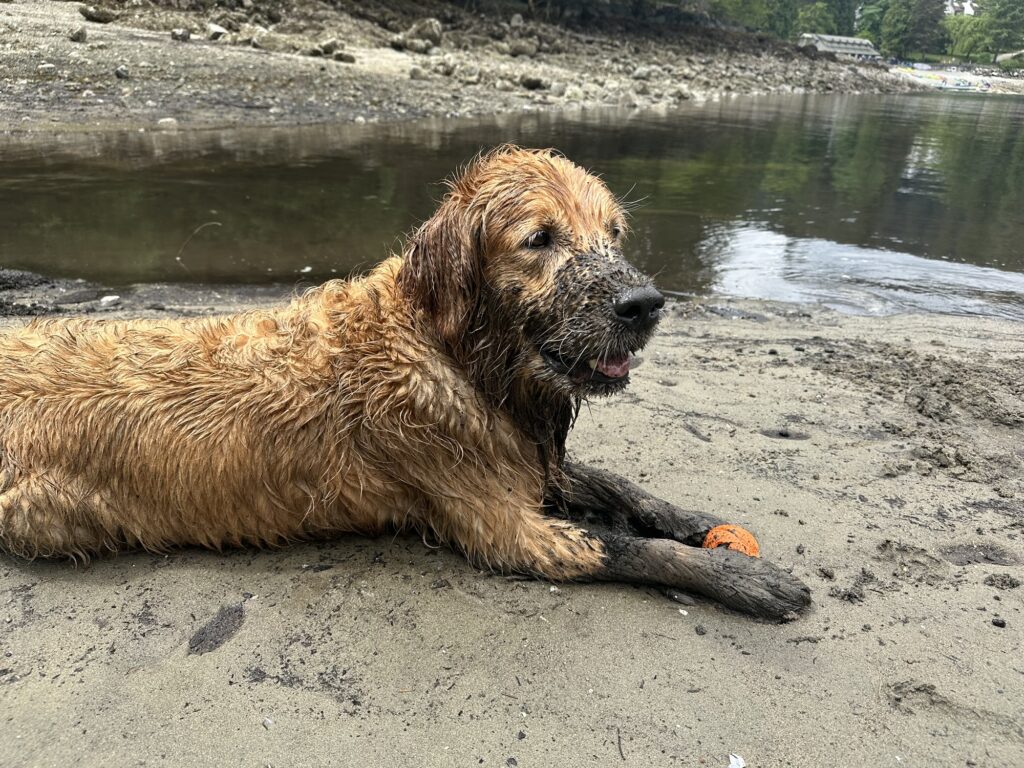 The good fluffy boy now has a black snout and black paws.