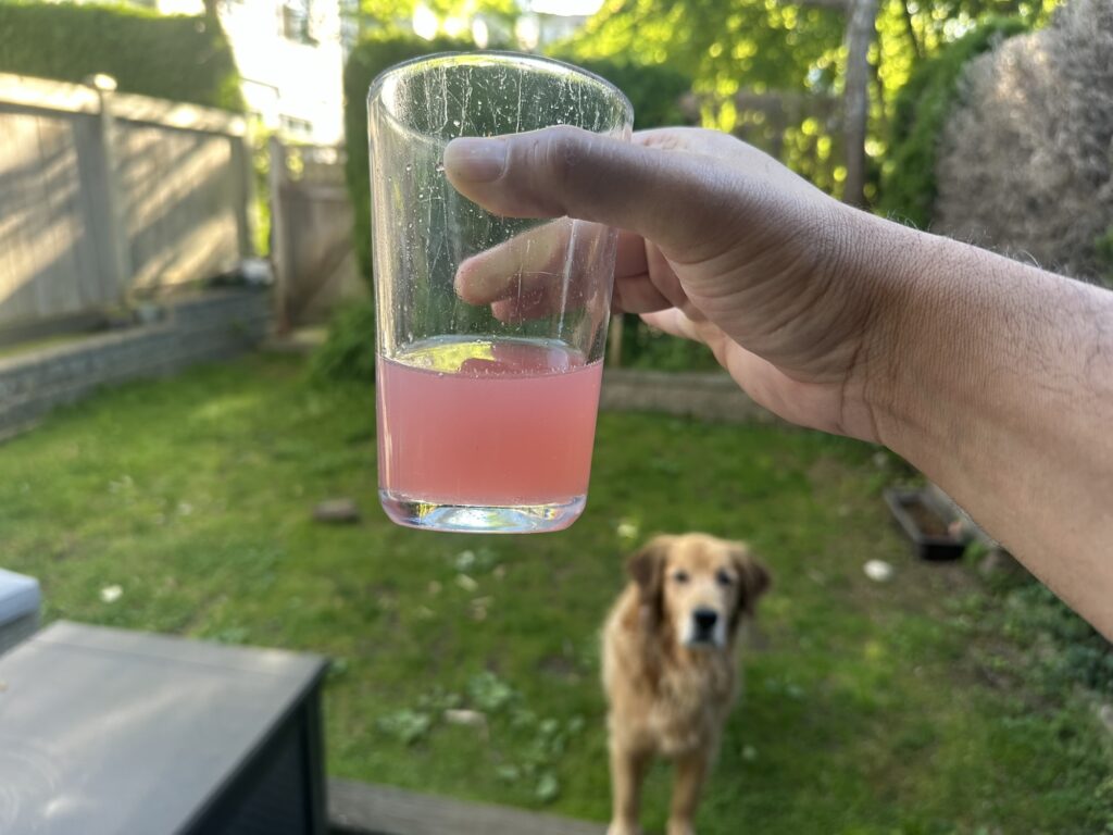 Some pink-ish juice in a glass that's basically rhubarb syrup mixed with water. The syrup is what's left behind after cutting the rhubarb in bits and mixing it with sugar. Let it sit there for a few minutes and it will collect at the bottom, making the pie less soggy. 