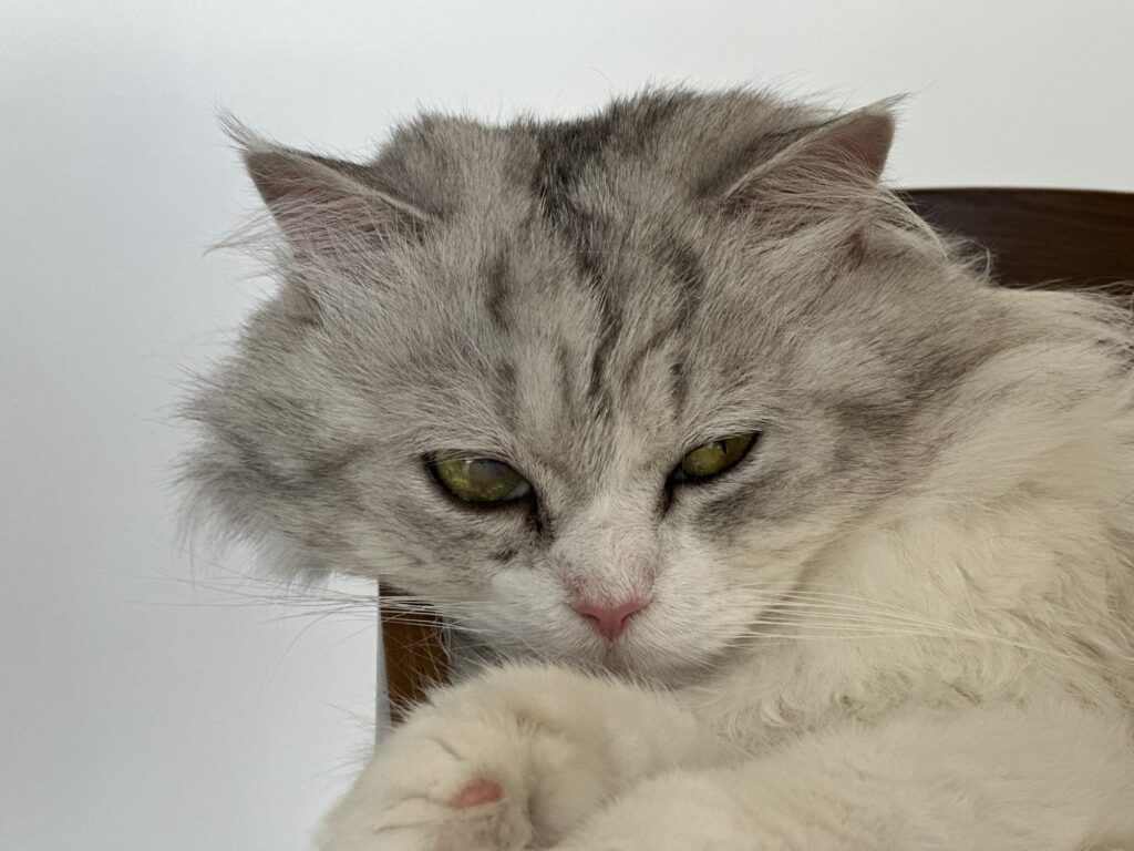 A white/gray cat chilling on top of a bar stool. It's a rescue. His right eye was wounded in its youth.