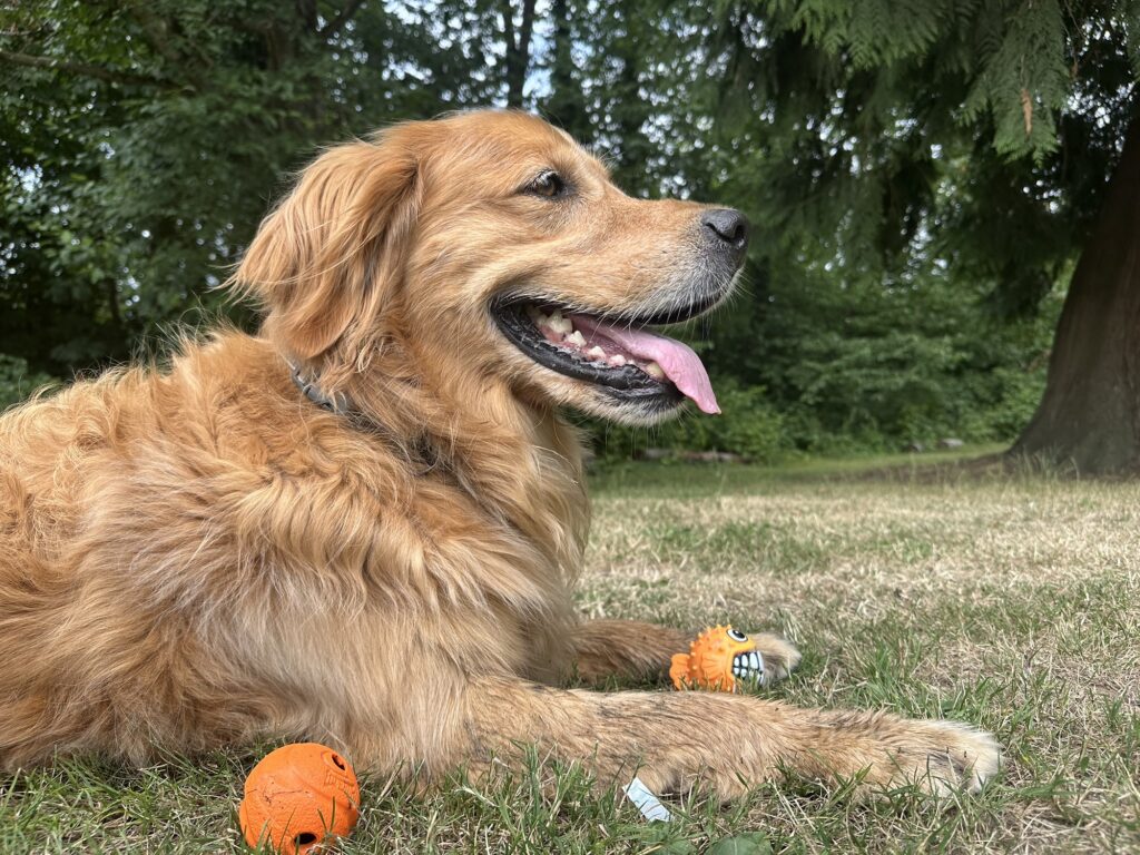 A good boy golden retriever with 2 orange balls.