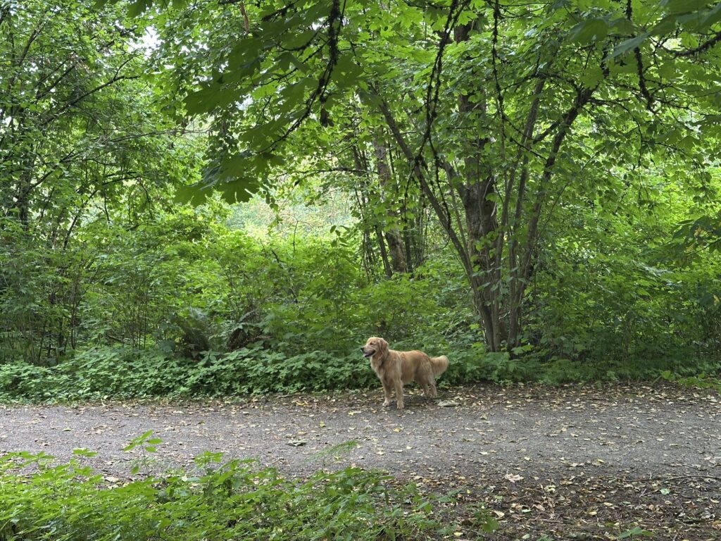 A good boy golden retriever standing on a trail in the forest.