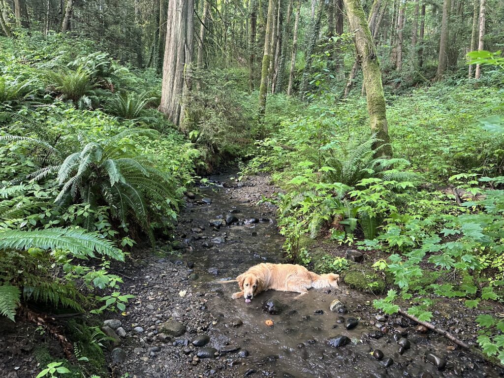 A good boy golden retriever lying down in a stream, drinking, and looking at its orange ball getting swept away by the current.