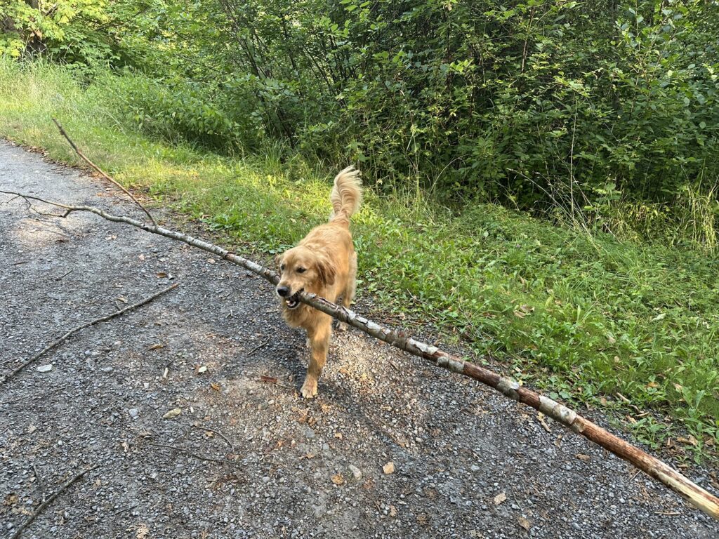 A good boy golden retriever with half a tree in its mouth.