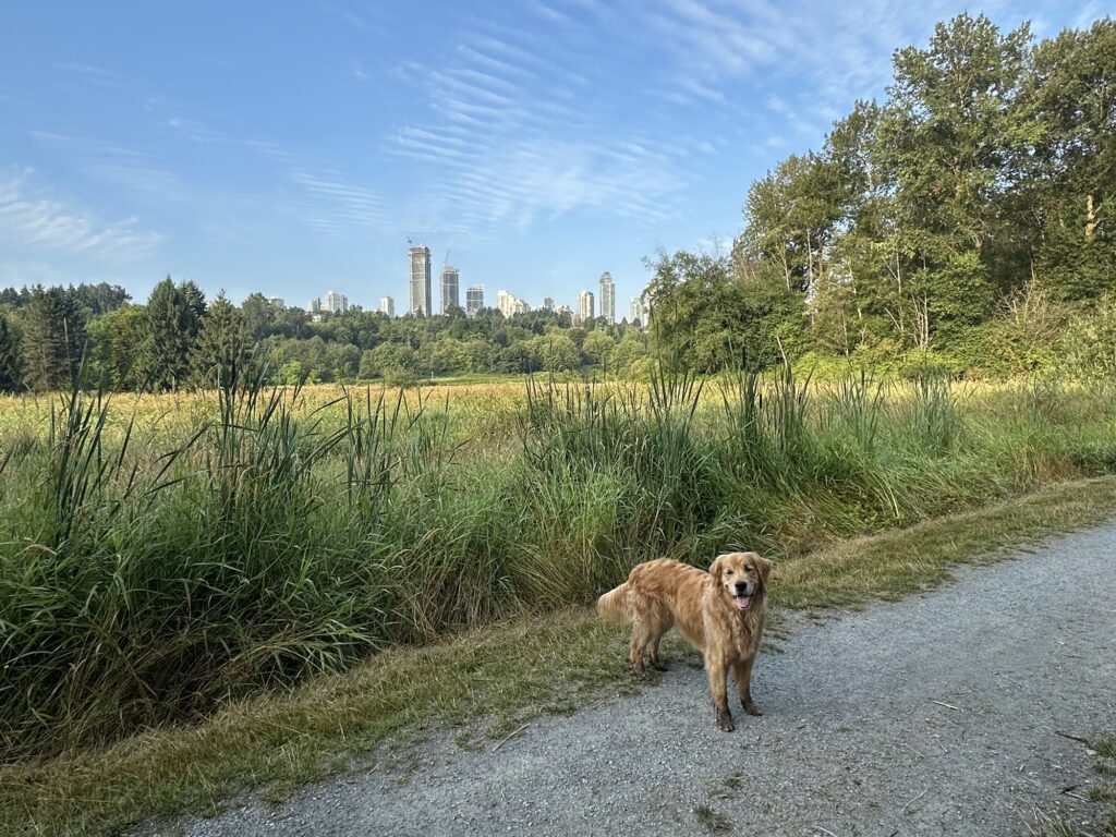 A good boy golden retriever on a park trail, with some altostratus undulatus clouds above
