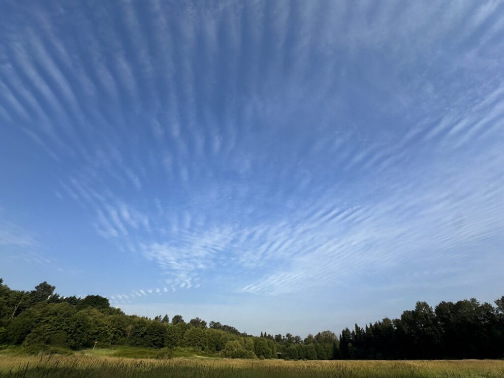 The sky above the park, featuring the long striped patterns of altostratus undulatus 