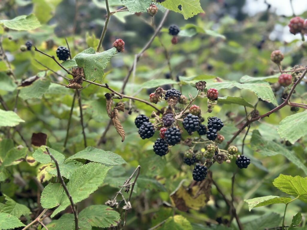 Some blackberries.

More picking tips: if the berry doesn't naturally detach with a gentle tug, it's not ripe yet and you can leave it for later!