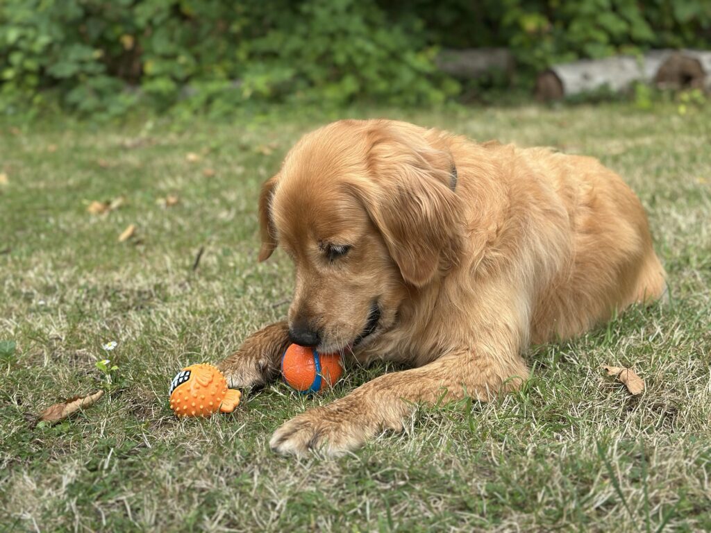 A good fluffy boy, laying on the grass at the nearby park, with two of his favourite balls.