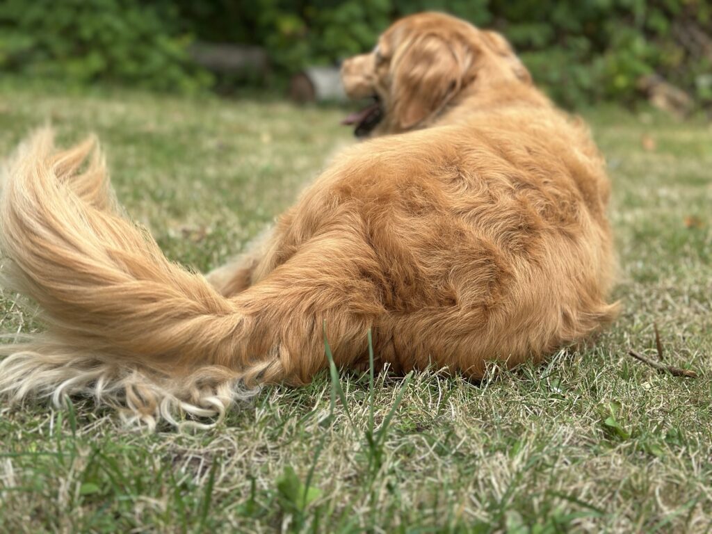 The good fluffy boy has a chonky fluffy butt.