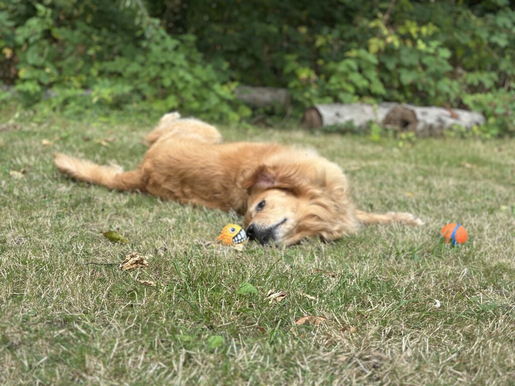 The good fluffy boy is rolling around on the grass to make his balls smell good. Yes, that's what's happening.